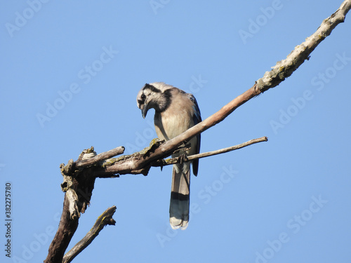 Bluejay Bird with Cocked Head Sideways on Bare Tree Branch and Beautiful Clear Blue Sky Background