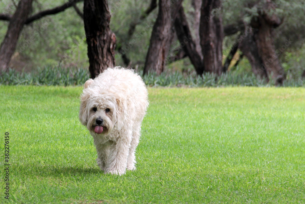 Beautiful white Labradoodle medium breed dog, walking in the grass by the lake side