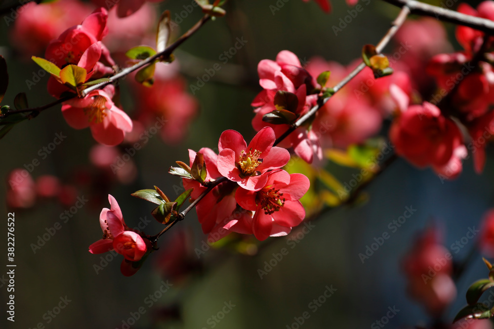 Flowers in garden. Beautiful spring. Flowers in garden. Beautiful spring.
