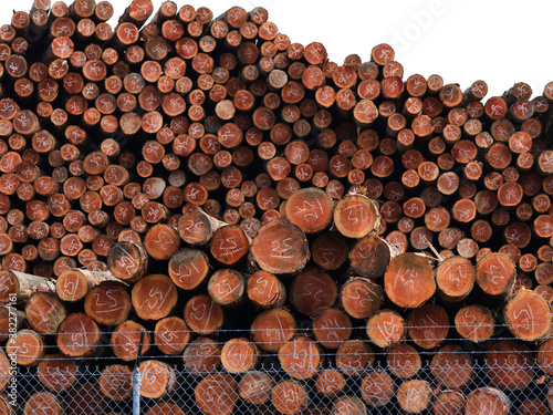 Logging Wood