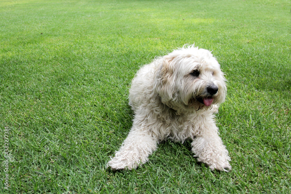 
Beautiful white Labradoodle medium breed dog, sitting and lying on the grass of the field by the lake side