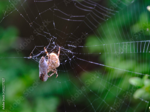 Spider