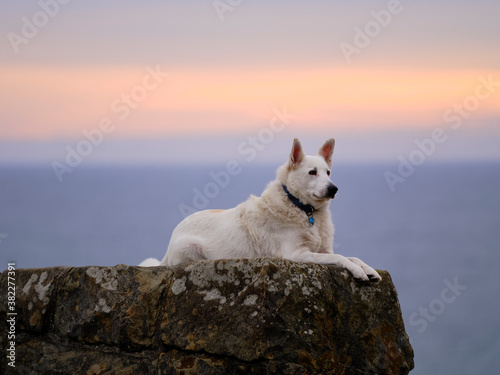 Dog Ocean photo