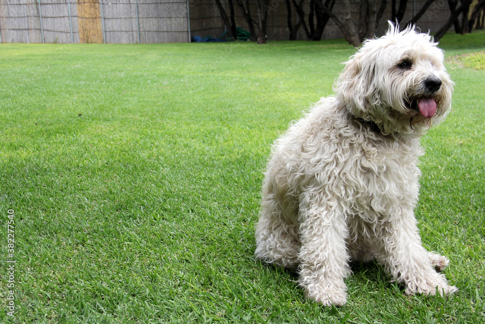 
Beautiful white Labradoodle medium breed dog, sitting and lying on the grass of the field by the lake side