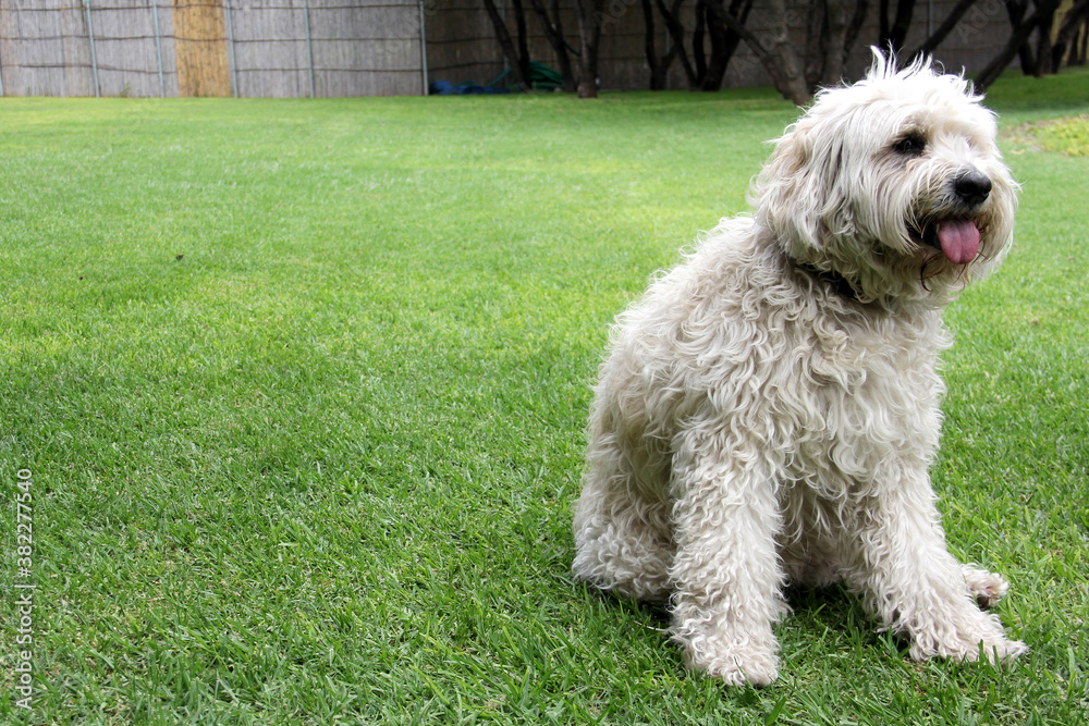Beautiful white Labradoodle medium breed dog, sitting and lying on the grass of the field by the lake side
Beautiful white Labradoodle medium breed dog, sitting and lying on the grass of the field by the lake side