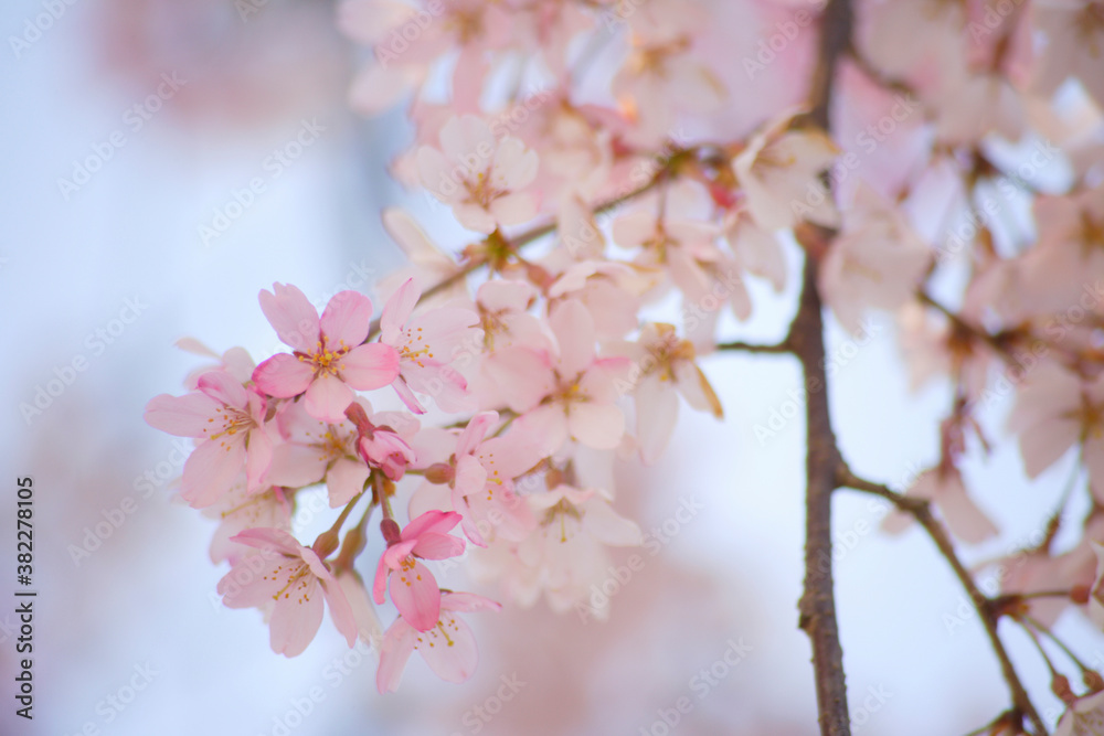 青空の桜