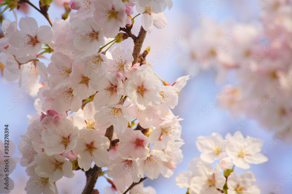 Obraz premium 青空の桜