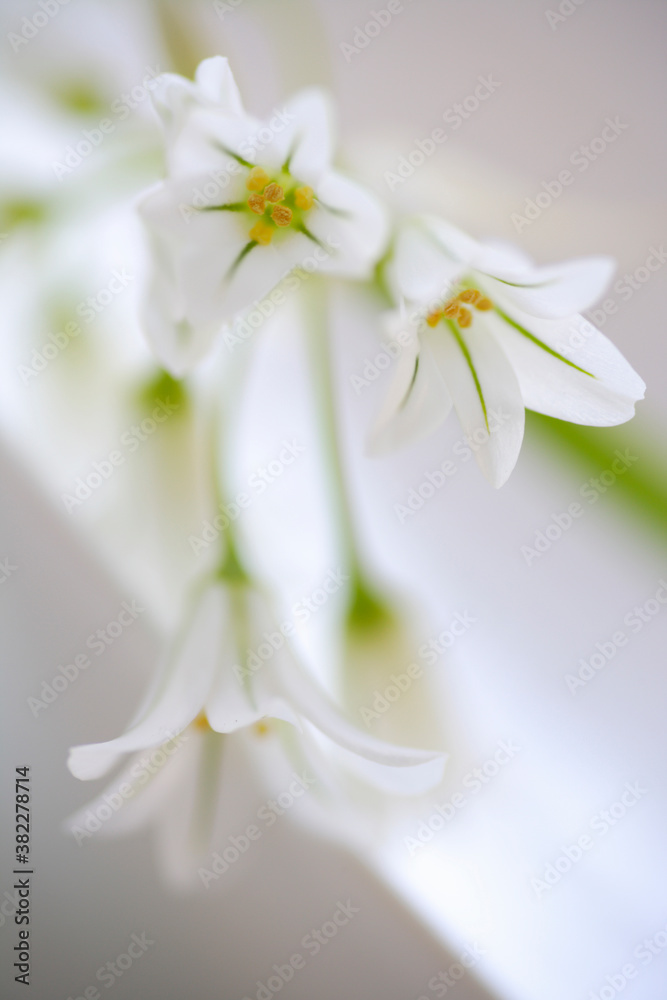 Obraz premium 春の花アリューム