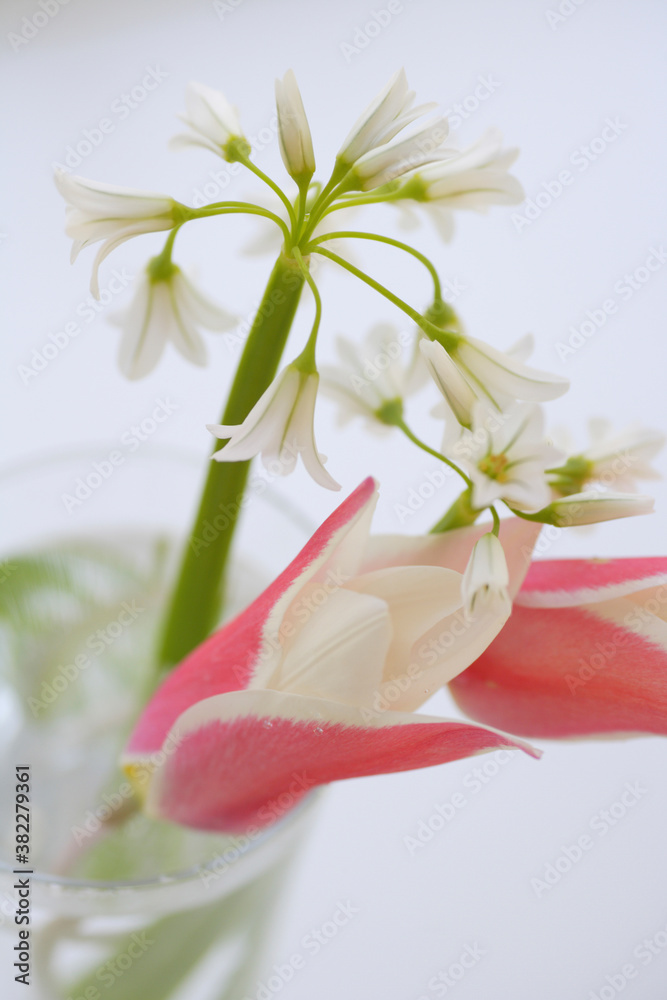 Obraz premium 窓辺のチューリップとアリューム