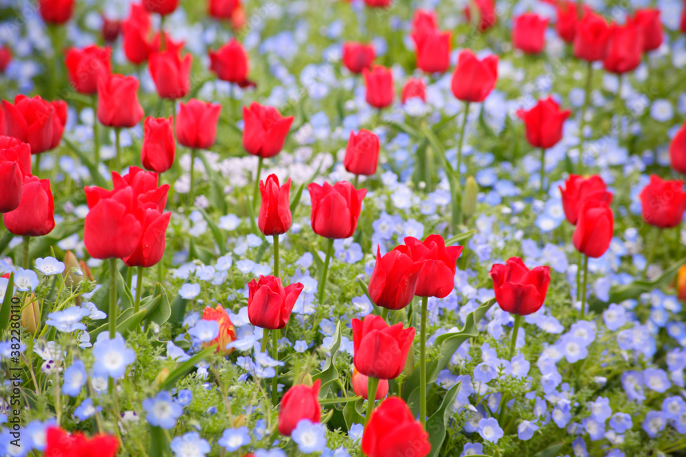 Fototapeta premium 満開のチューリップ畑