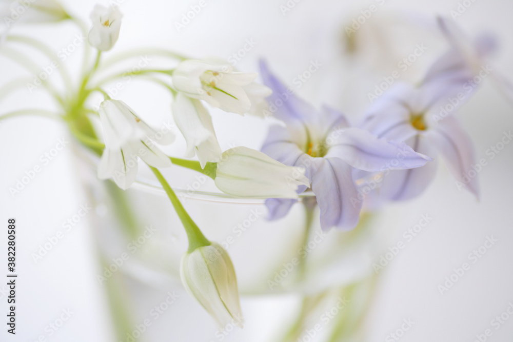 Obraz premium ハナニラとアリュームのイメージフォト