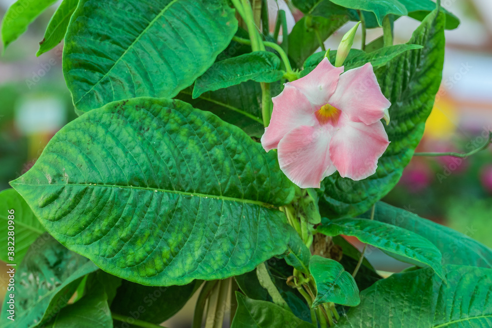Obraz premium plant brazilian jasmine mandevilla sanderi