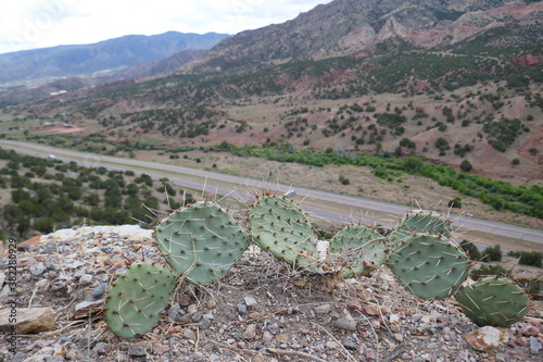 Mountain view in background with prickly pear cacti on rocky edge in foreground