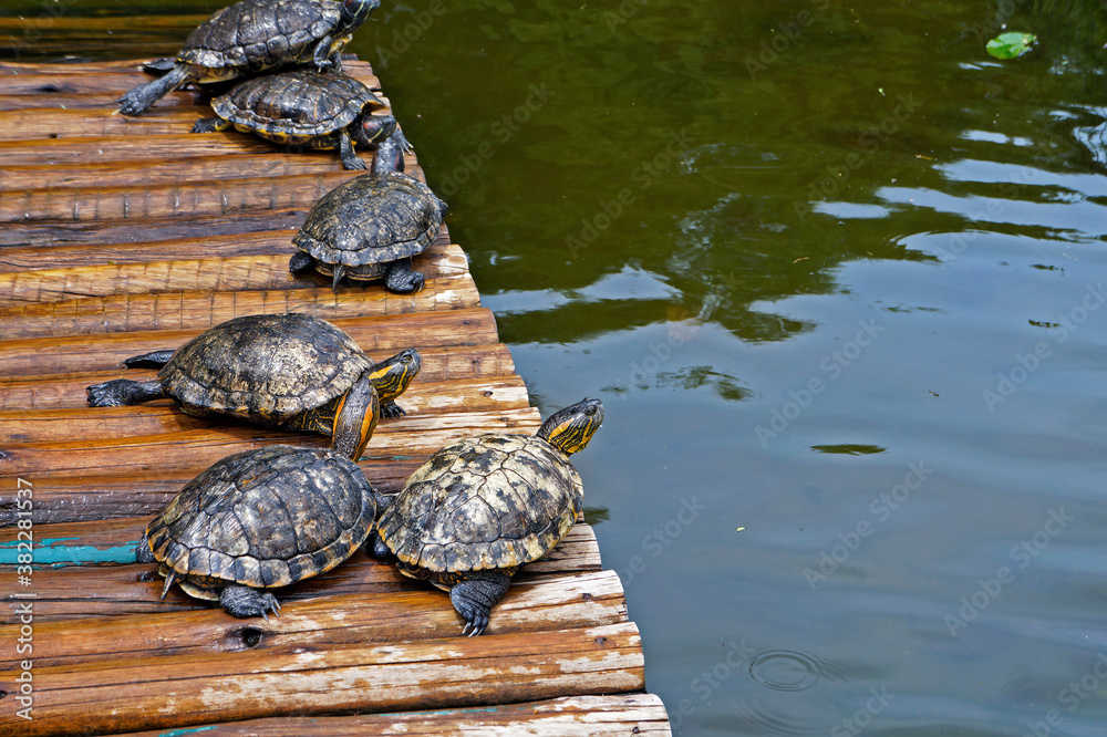 D'Orbigny's slider, water turtle (Trachemys dorbigni brasiliensis) D'Orbigny's slider, water turtle (Trachemys dorbigni brasiliensis)
