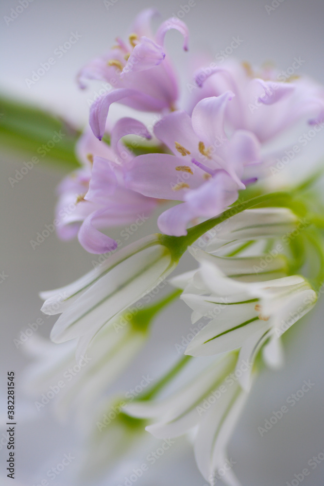 Fototapeta premium 春の花のアリューム