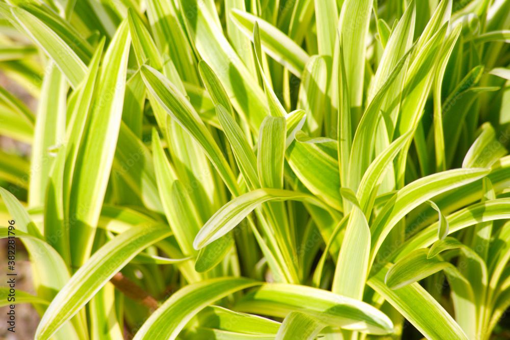 Fototapeta premium ナチュラルガーデン宿根草のヤブラン