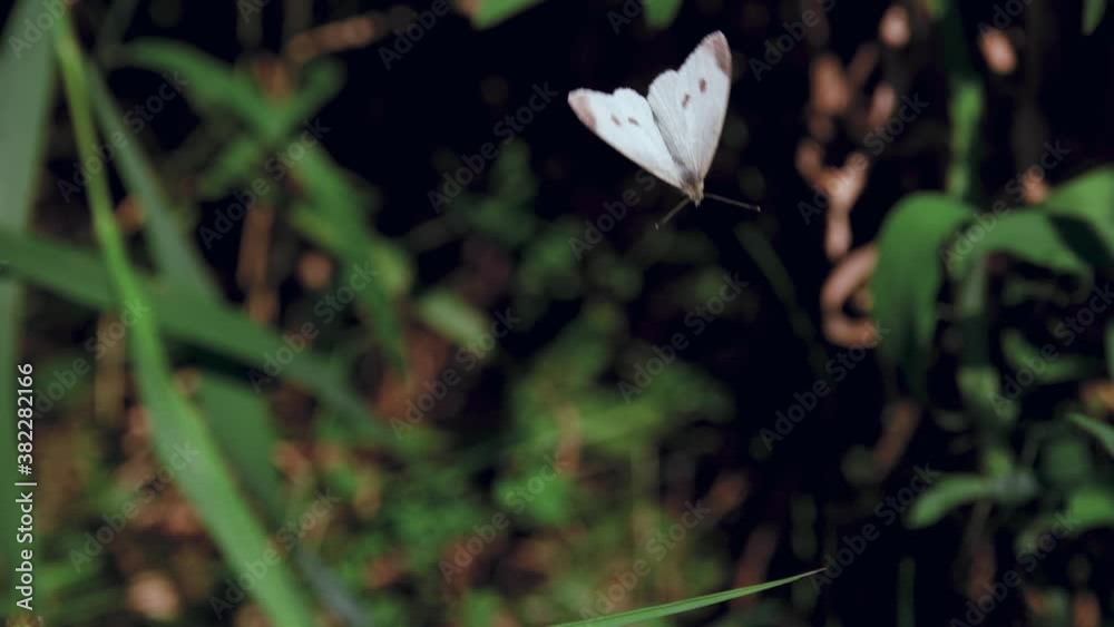 White Butterfly Floats around blades of green grass in the garden. Slow motion macro capture. Beautiful insect flying ability close up.