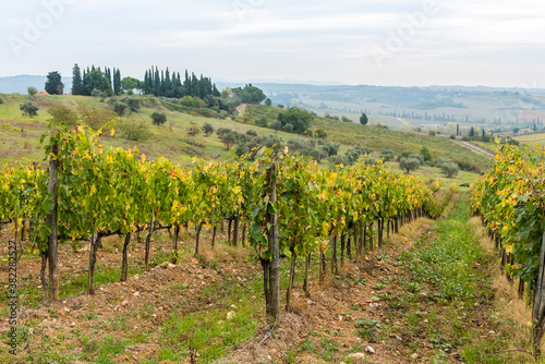 Yellowing vineyards in autumn in the Chianti valley in Tuscany, Italy