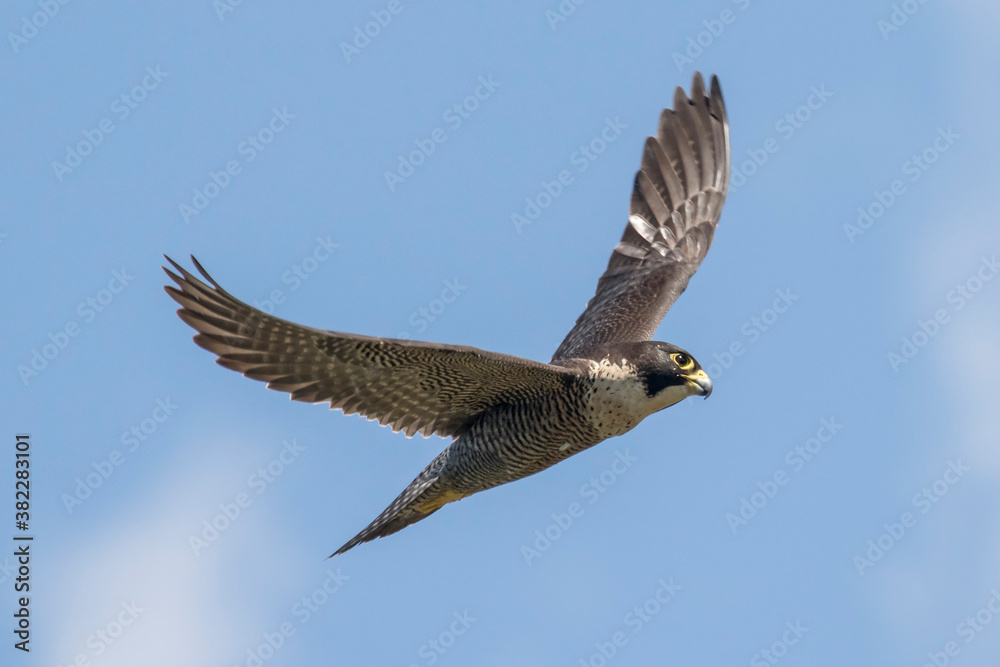 Fototapeta premium Australian Peregrine Falcon in flight
