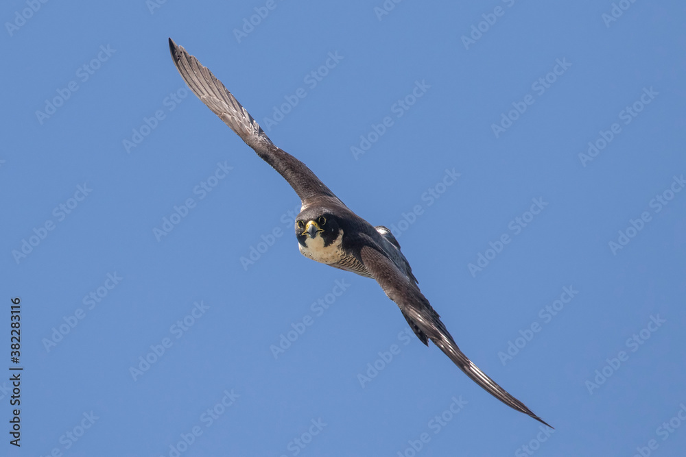 Australian Peregrine Falcon in flight Australian Peregrine Falcon in flight