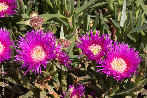 Pig Face plants in flower photo