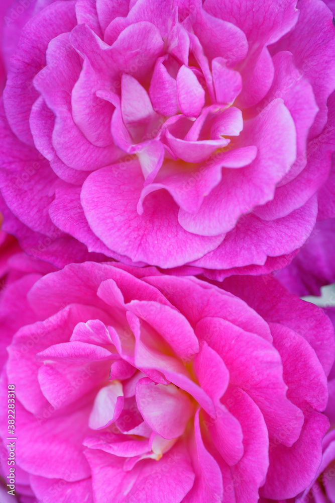 バラのクローズアップ