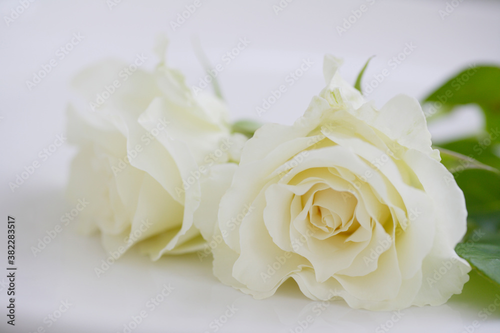 白い薔薇 白い薔薇