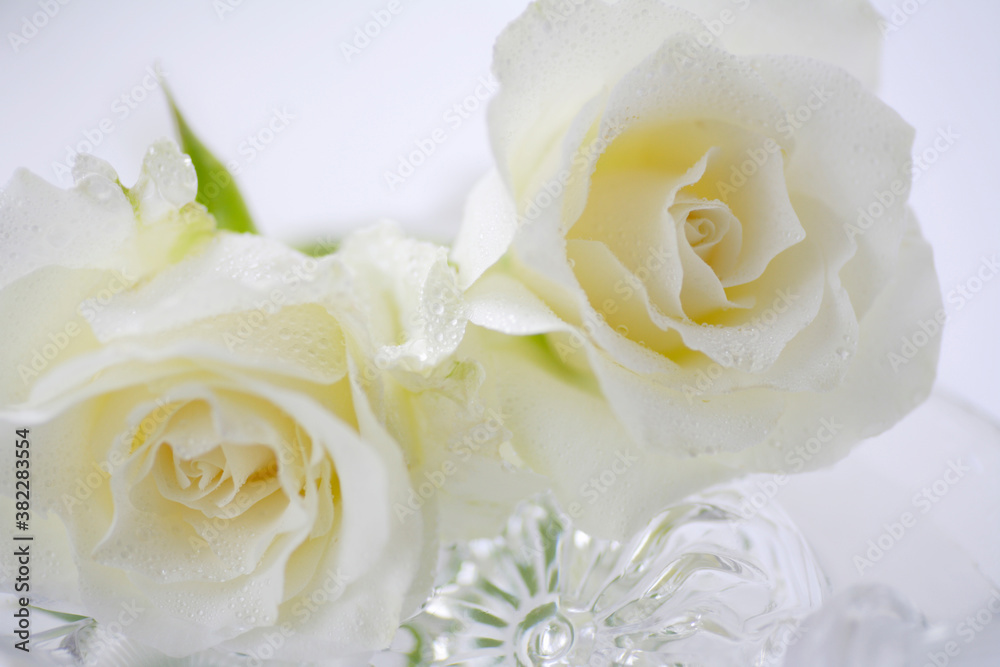 Obraz premium 白い薔薇