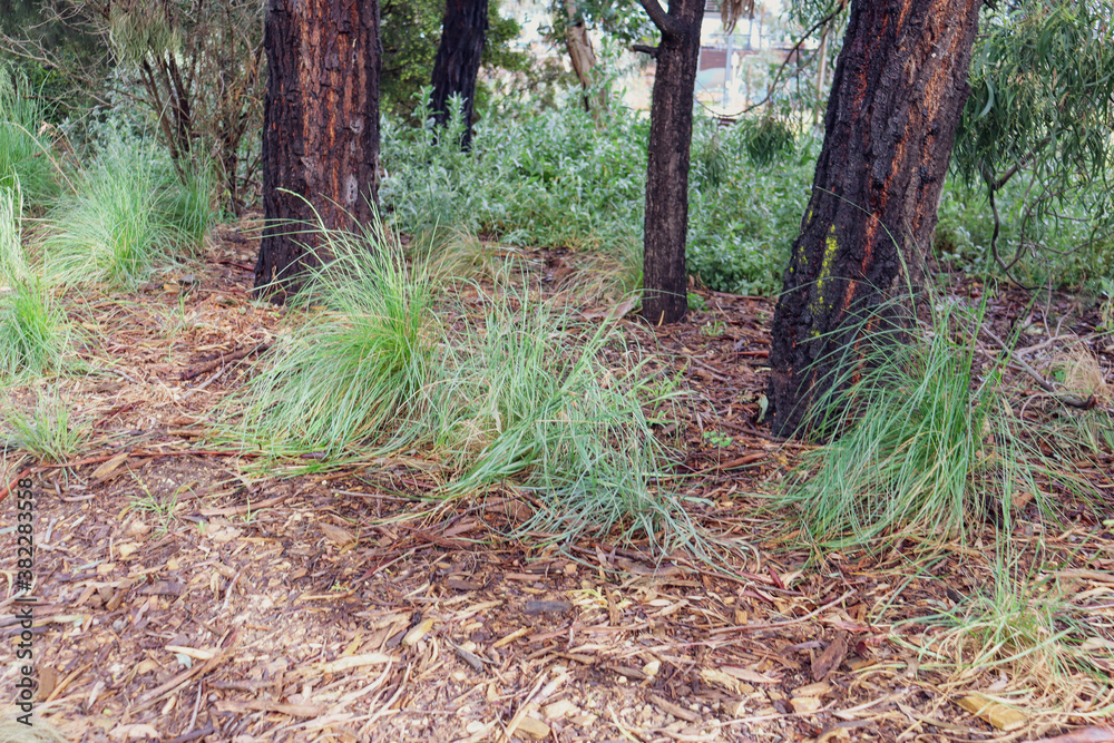 grasses in natural australian setting grasses in natural australian setting