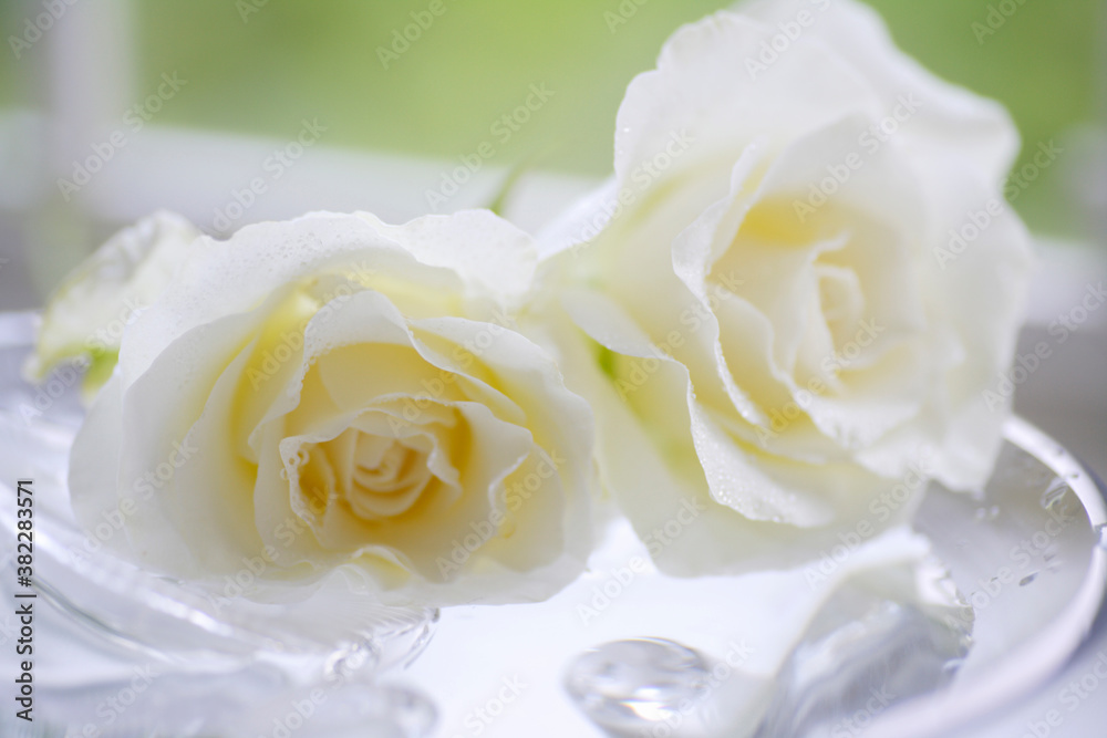 Obraz premium 窓辺の白い薔薇