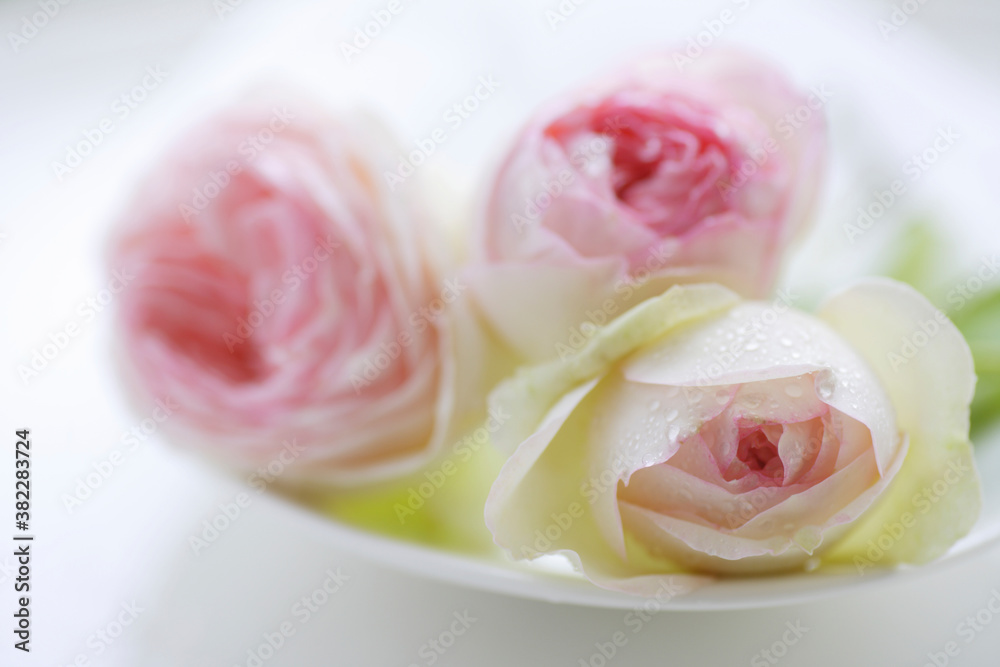 窓辺の薔薇 窓辺の薔薇