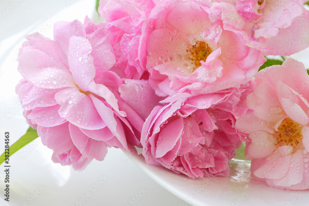 Fototapeta premium 薔薇のクローズアップ