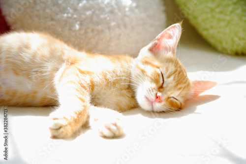 Fototapeta Naklejka Na Ścianę i Meble -  ソファーで昼寝する子猫