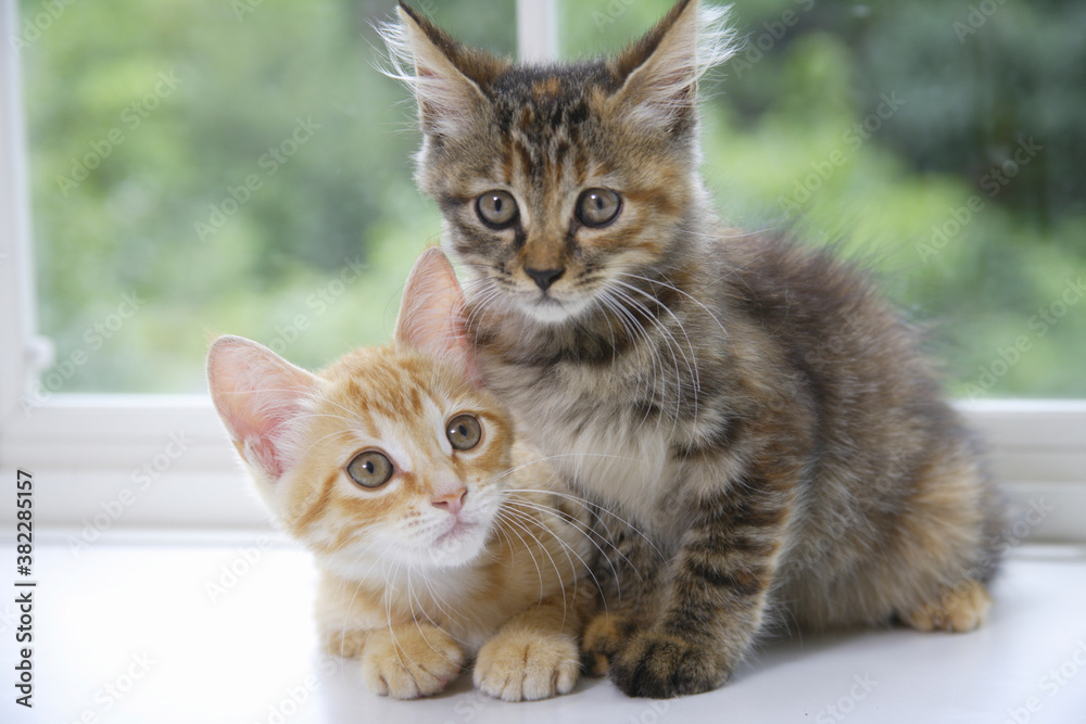 Fototapeta premium 窓辺で並んだ二匹の子猫