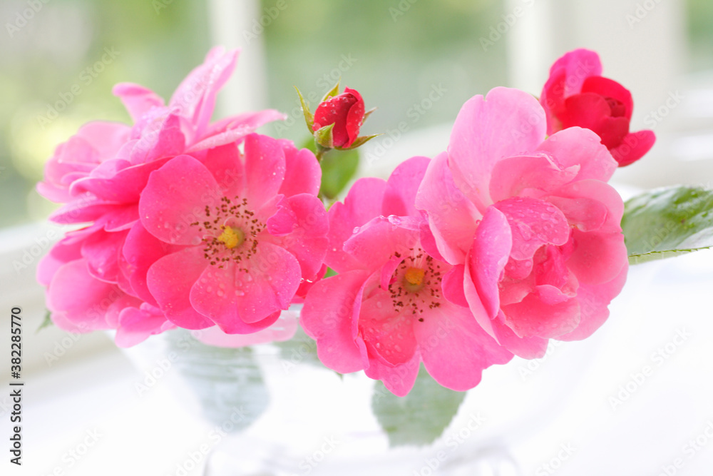 Fototapeta premium 鮮やかなマゼンタ色の薔薇