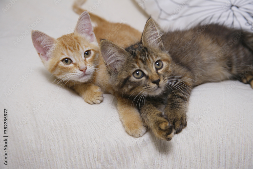 Fototapeta premium ソファでくつろぐ二匹の仲良し子猫