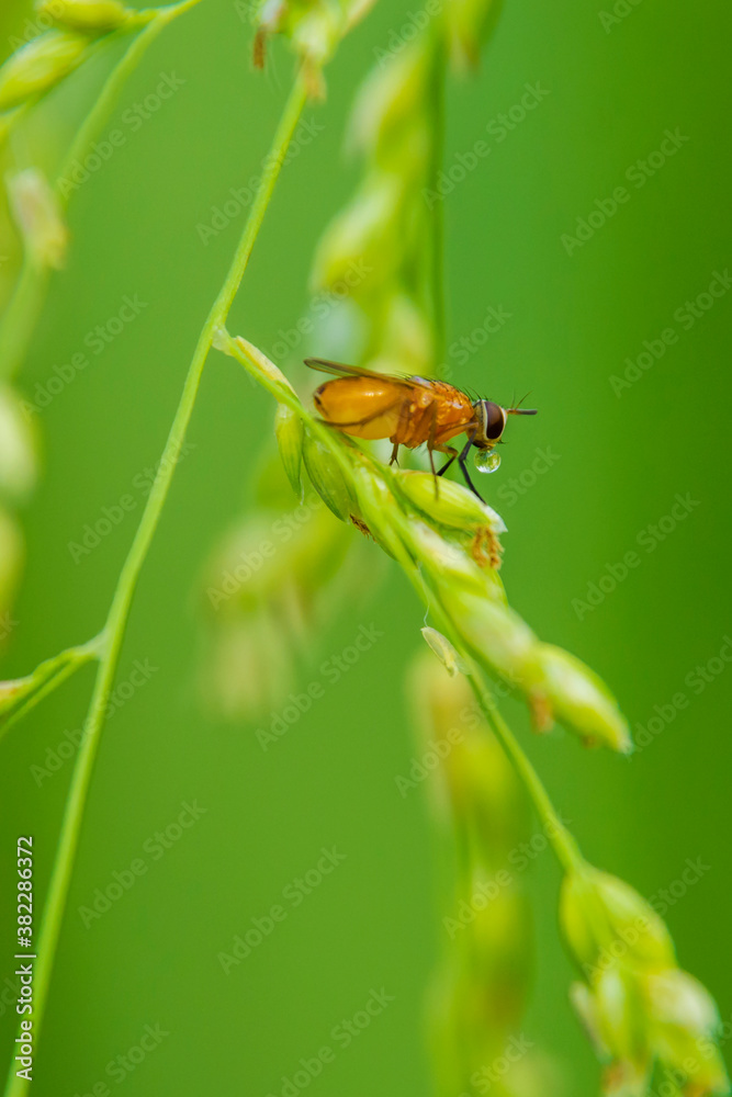 honey bee honey bee