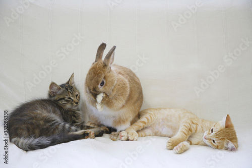 仲良くソファーで寛ぐ二匹の子猫とウサギ