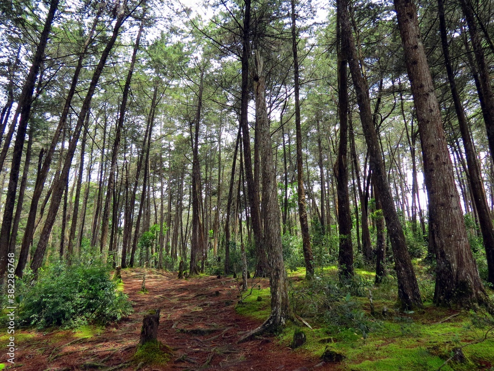 Fototapeta premium deep in the cypress forest