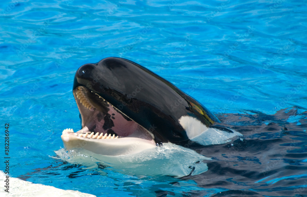 Fototapeta premium Orca with mouth wide open and showing its sharp teeth in clear blue waters