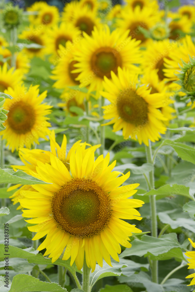 一面のひまわり畑