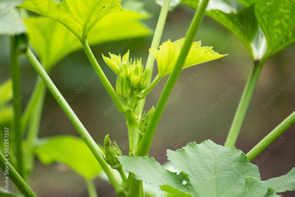 オクラの実が発生するところ オクラ 英語 Okra 秋葵 学名 Abelmoschus Esculentus Stock Photo Adobe Stock