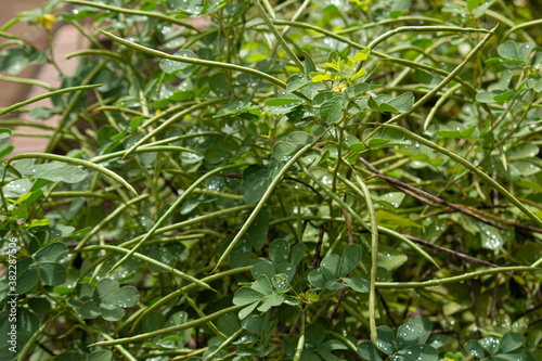 エビスグサ（胡草、恵比須草、夷草、英名: Oriental senna、学名：Senna obtusifolia）、種子はケツメイシと呼ぶ。生薬原料。日本、9月撮影 photo