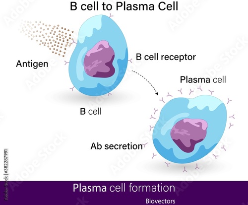 vector of B cell to plasma cell differentiation upon antigen binding to b cell receptor 