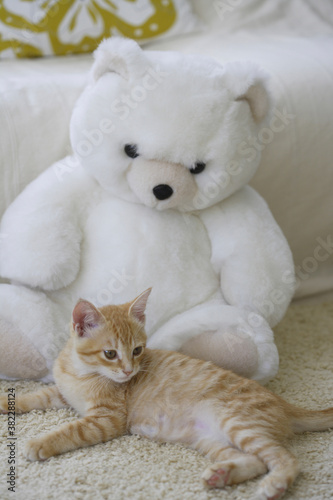 白くまのぬいぐるみと子猫 © Paylessimages
