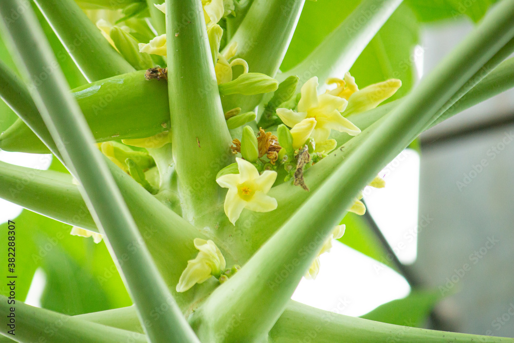 パパイヤ パパイア 蕃瓜樹 万寿果 英語 Papaya Papaw Pawpaw 学名 Carica Papaya L の黄色い花が咲いた Stock Photo Adobe Stock