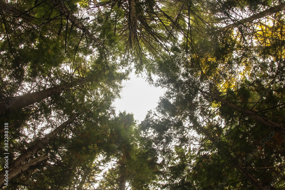 Obraz premium sun shining through trees