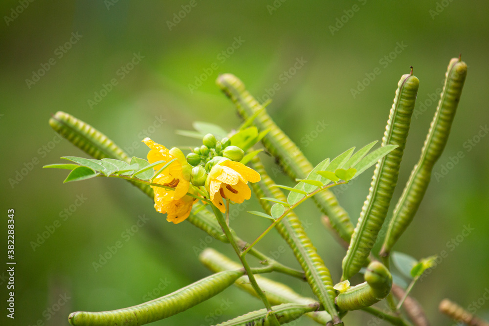 Naklejka premium ハブソウ（波布草、Senna occidentalis）、ハブに咬まれたときの民間薬として導入された。
