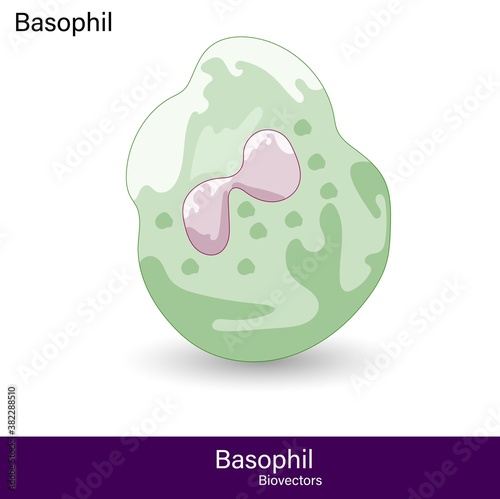 Basophil cell of innate immunity or  type of white blood cell vector