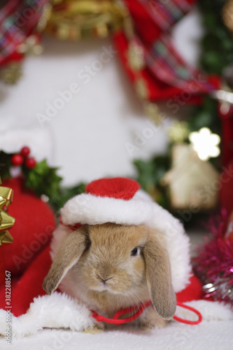 ウサギさんのクリスマス